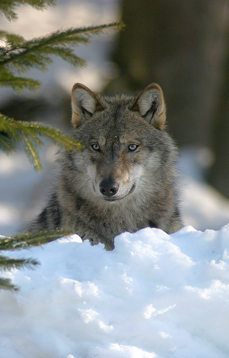 Loup en captivité. © P.Massit / ONCFS.