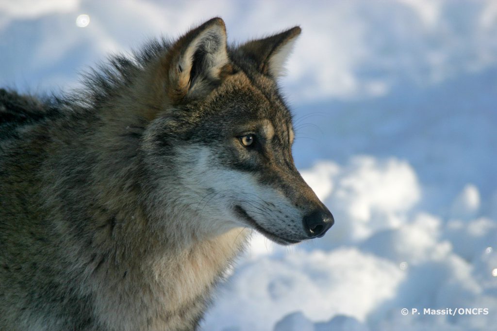 Loup en captivité, France.