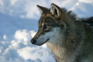 Loup en captivité, France.