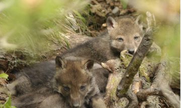 La détection de la reproduction des loups : une affaire de chance ou de patience ?