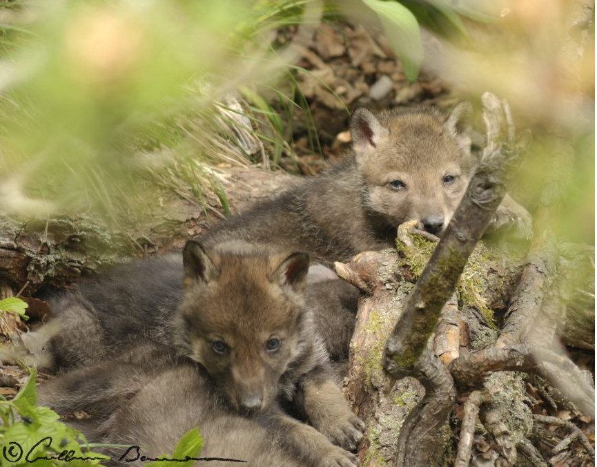 La détection de la reproduction des loups : une affaire de chance ou de patience ?