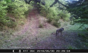 Monts du Cantal : une nouvelle Zone de Présence Permanente