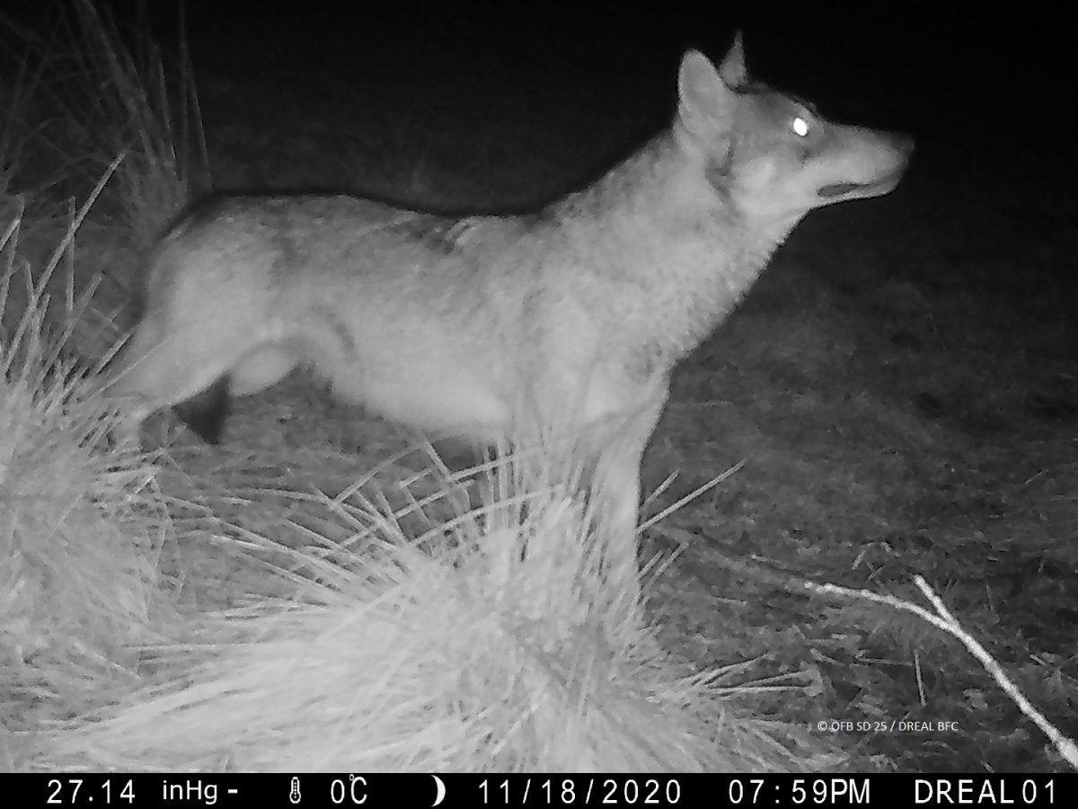 Point de situation sur le front de colonisation du loup en France