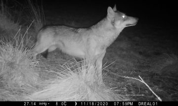 Point de situation sur le front de colonisation du loup en France