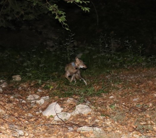 De nouveaux éléments concernant le « loup de Valberg »