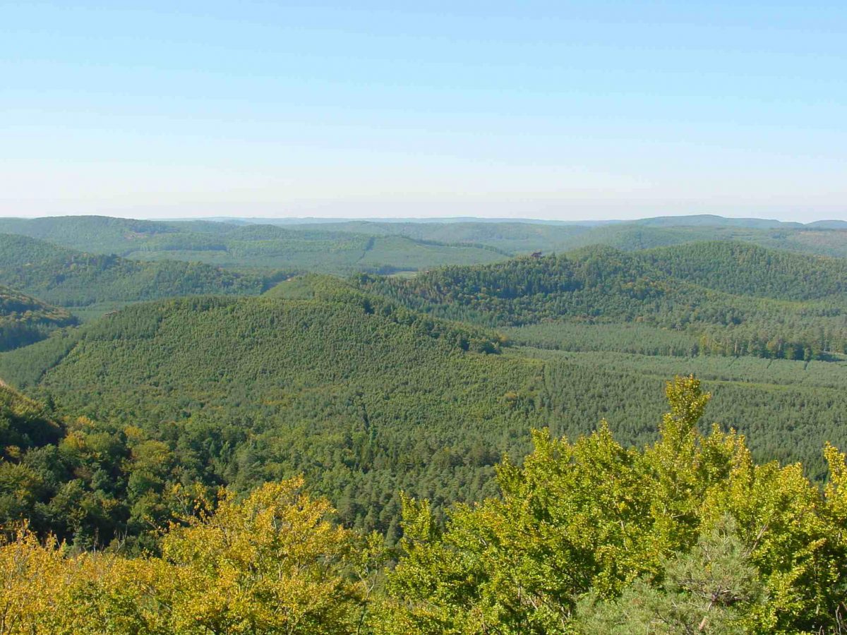 Bilan du suivi du Loup gris dans le Grand Est