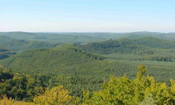 Bilan du suivi du Loup gris dans le Grand Est