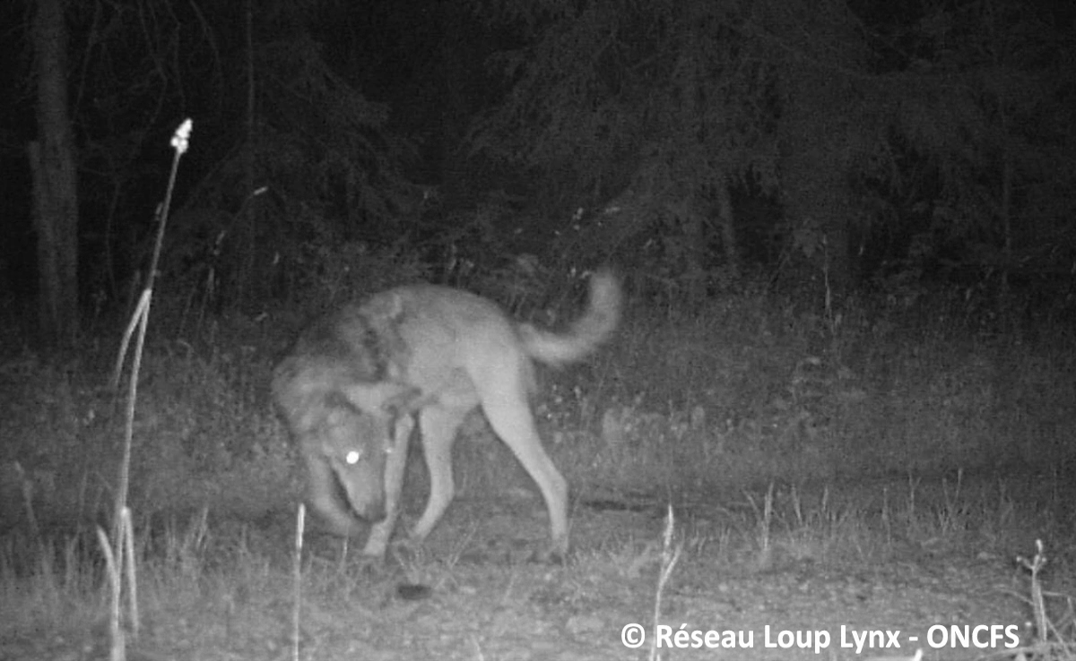 Loup, de nouveaux indices de présence à la frontière Suisse