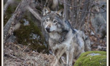 Résultats de l’autopsie du loup d’Angoustrine