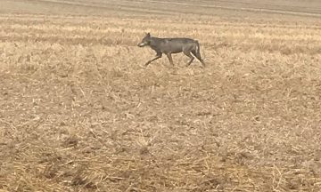 Un loup identifié en Eure-et-Loir