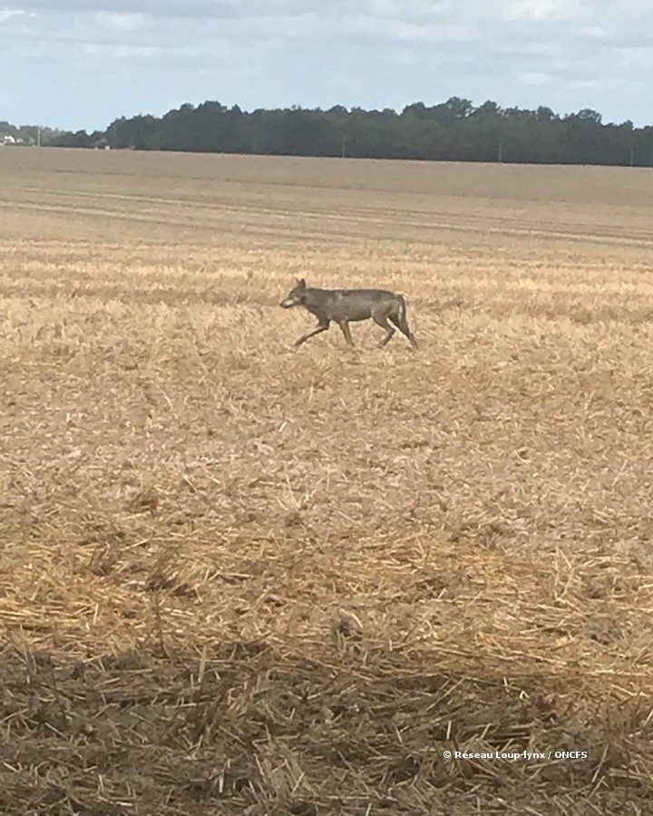 Un loup identifié en Eure-et-Loir