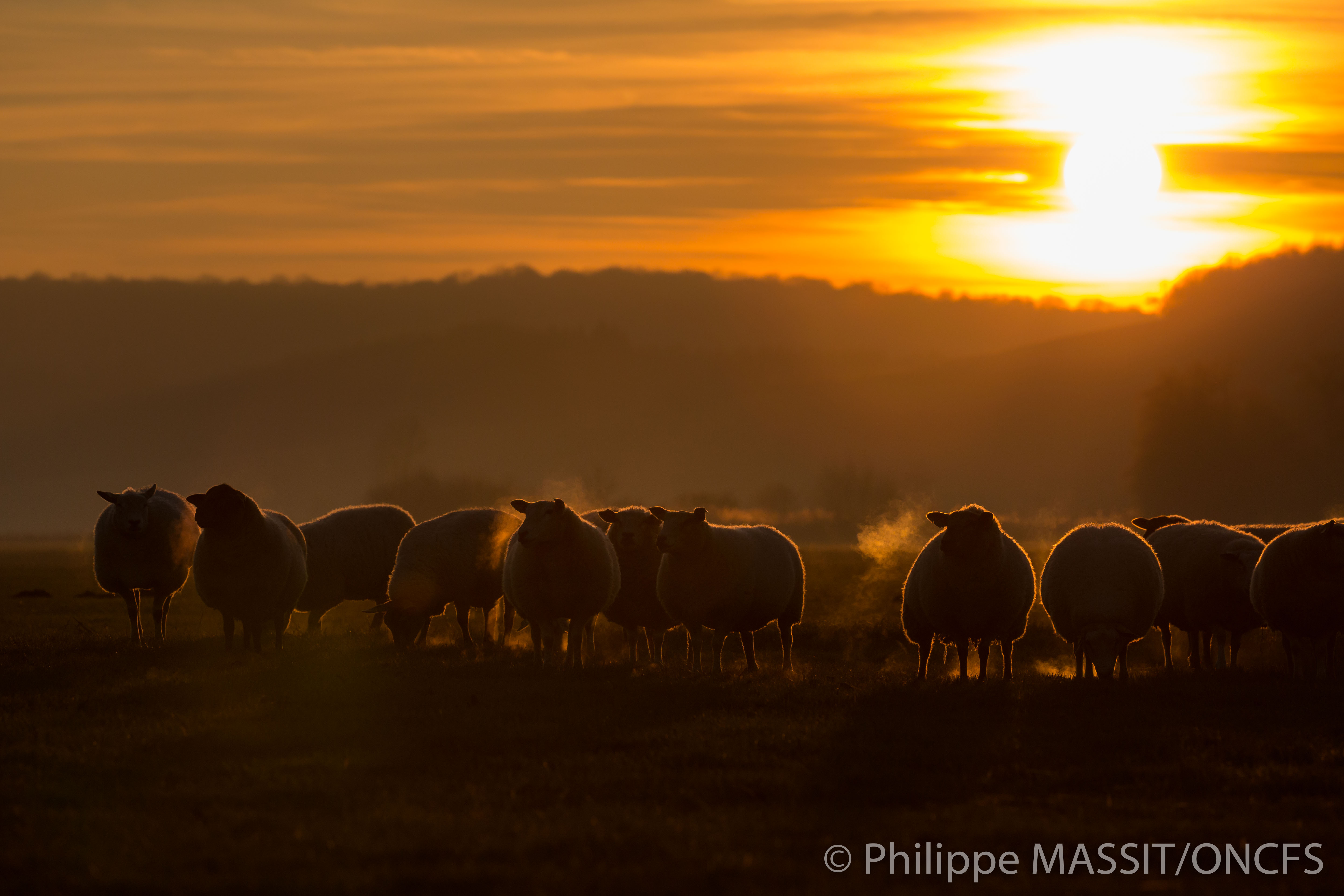 Troupeau de moutons lors du paturage hivernal en plaine vosgienne