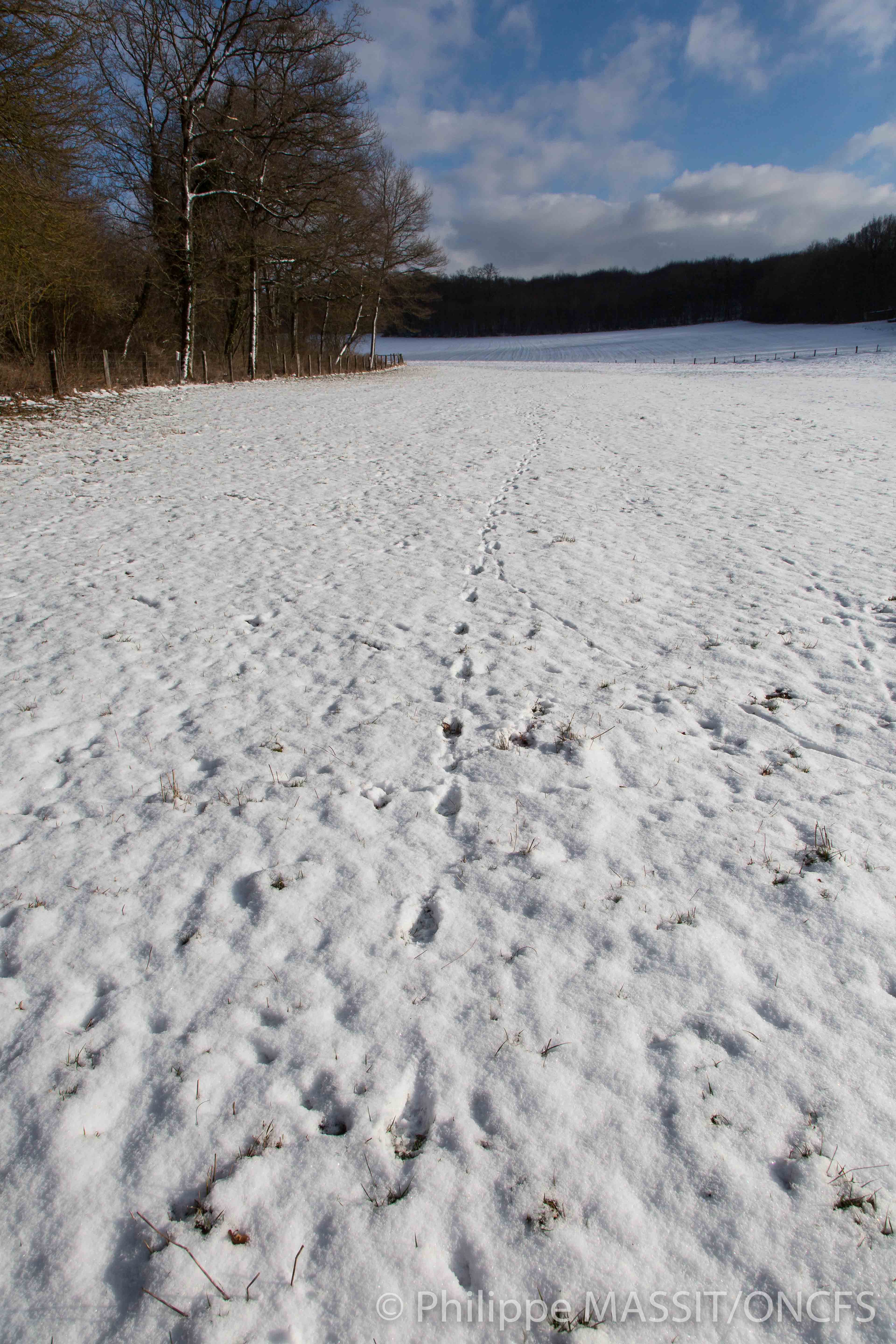 Une piste de loup suivie dans la neige sur la ZPP