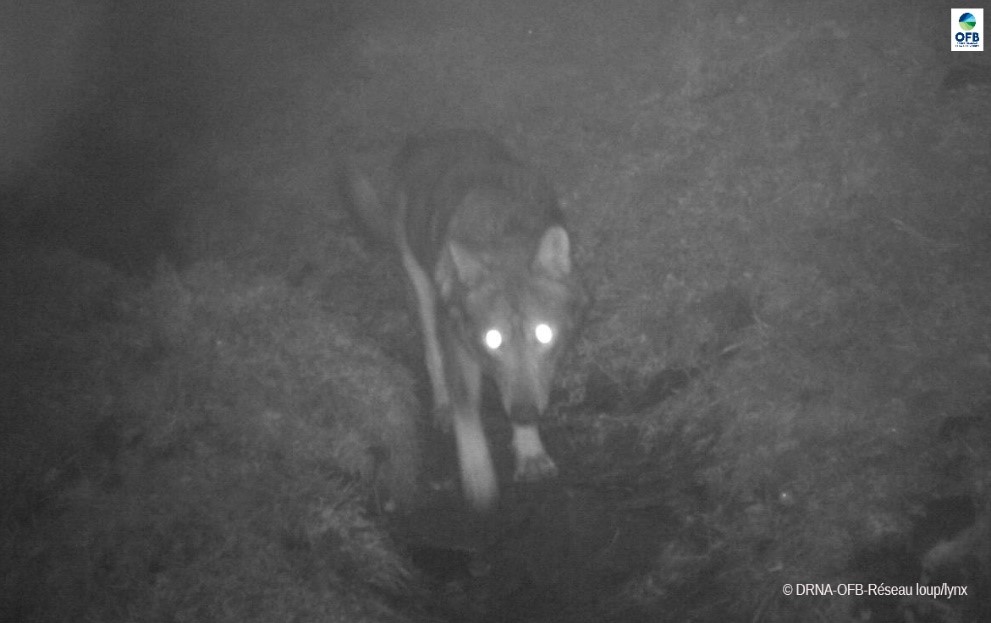 Le Loup en Région Nouvelle-Aquitaine: Bilan de l'activité du réseau - Avril 2021