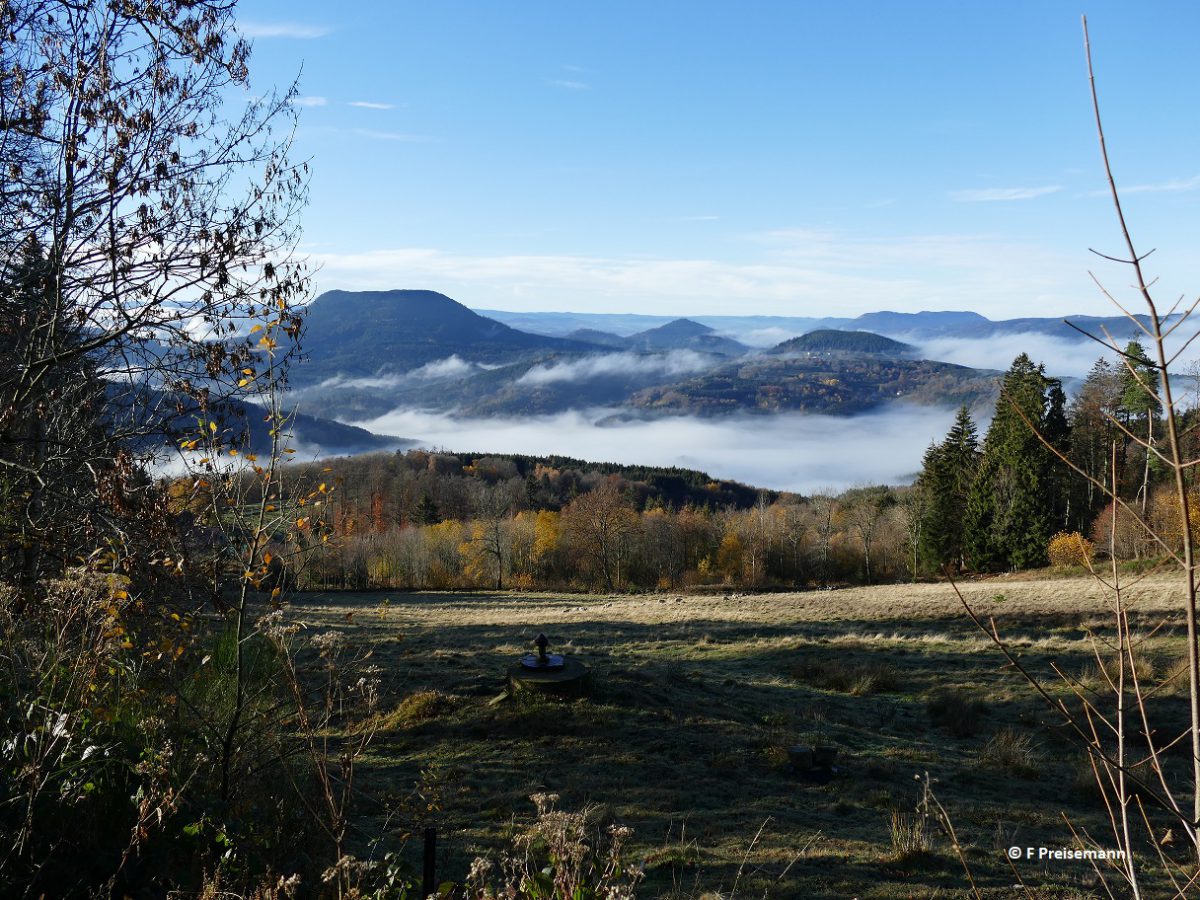 Des nouvelles du loup dans les Vosges bas-rhinoises