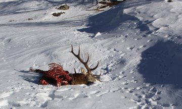 Le régime alimentaire du Loup en France