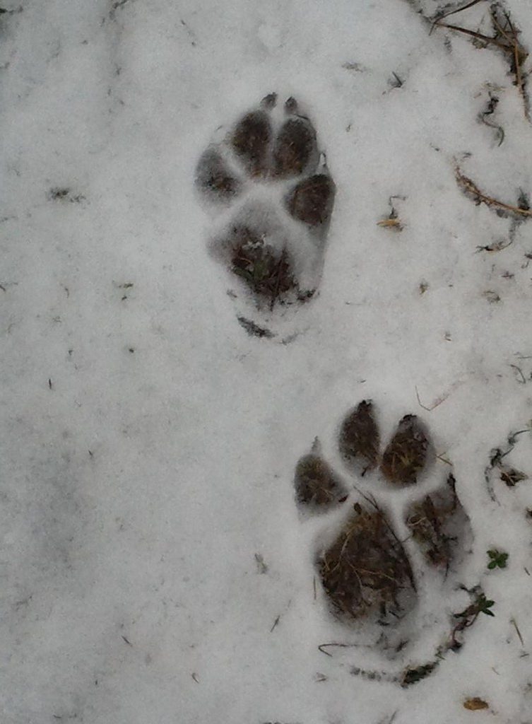 Différence de taille entre la patte antérieure  (en bas) et postérieure (en haut) chez le loup  © Liabeuf