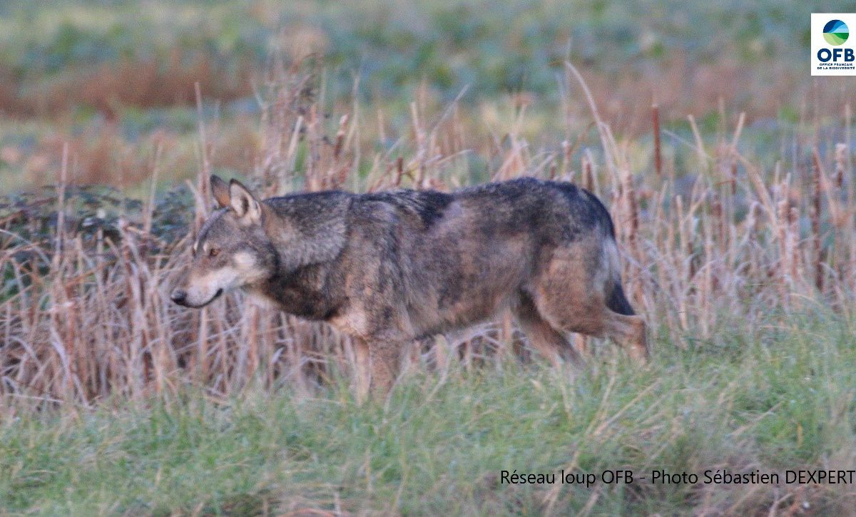 Bilan du suivi estival de la population de loups - été 2021