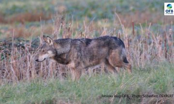 Bilan du suivi estival de la population de loups - été 2021