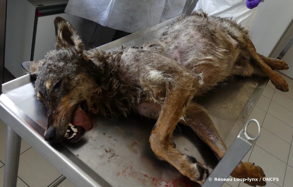 Le loup victime d'une collision routière en Lozère était de lignée italo-alpine