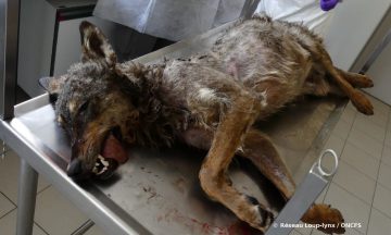 Le loup victime d'une collision routière en Lozère était de lignée italo-alpine