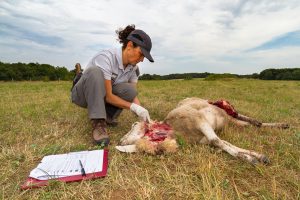 Constat d'attaque de loup.