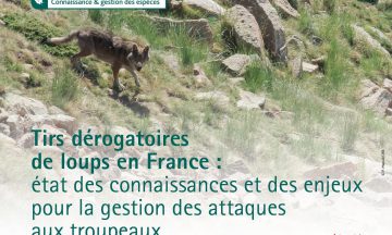 Tirs dérogatoires de loups en France :  état des connaissances et des enjeux pour la gestion des attaques aux troupeaux