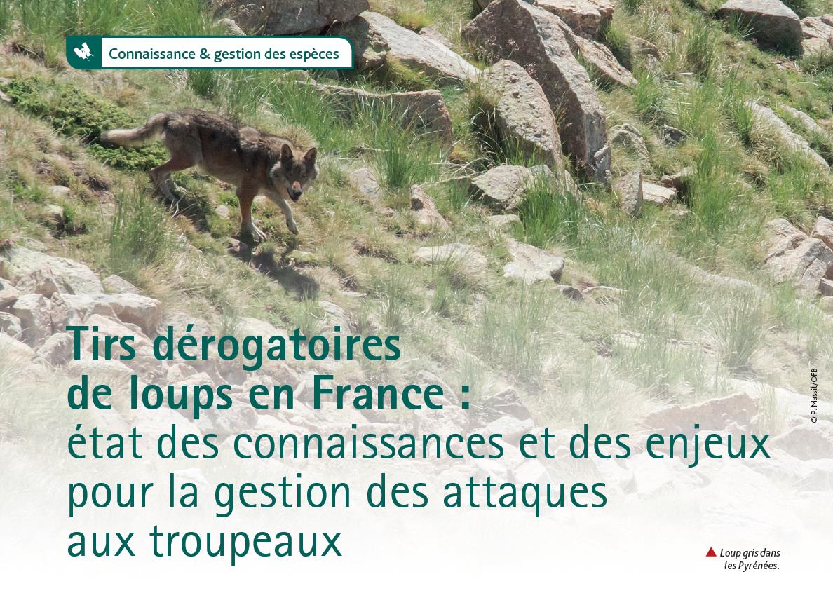 Tirs dérogatoires de loups en France :  état des connaissances et des enjeux pour la gestion des attaques aux troupeaux