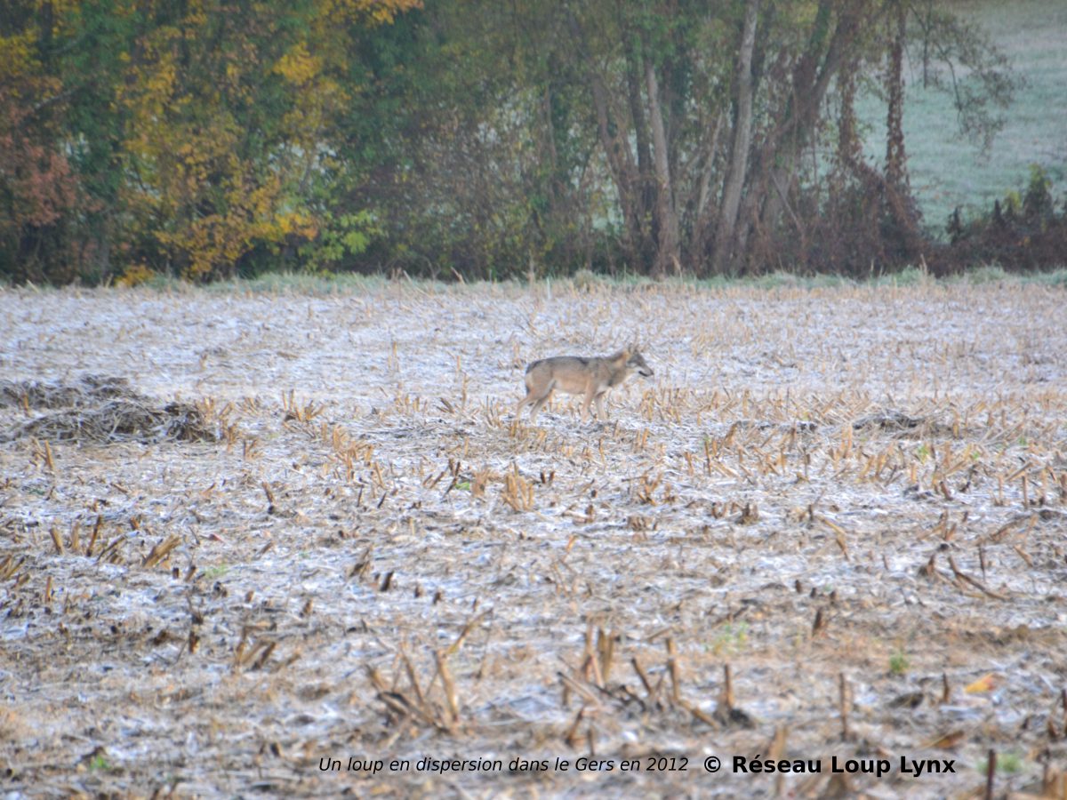 Les loups en cette saison : croissance des jeunes et dispersion des subadultes en automne / début d’hiver