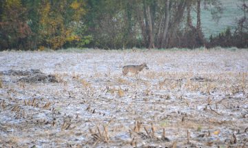 Les loups en cette saison : croissance des jeunes et dispersion des subadultes en automne / début d’hiver