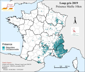 Les loups prolifèrent en France, doit-on s'en réjouir ?