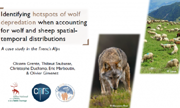 Entre Recherche et Gestion : Une nouvelle approche pour l’analyse des points chauds d’attaques de loup sur ovins en France