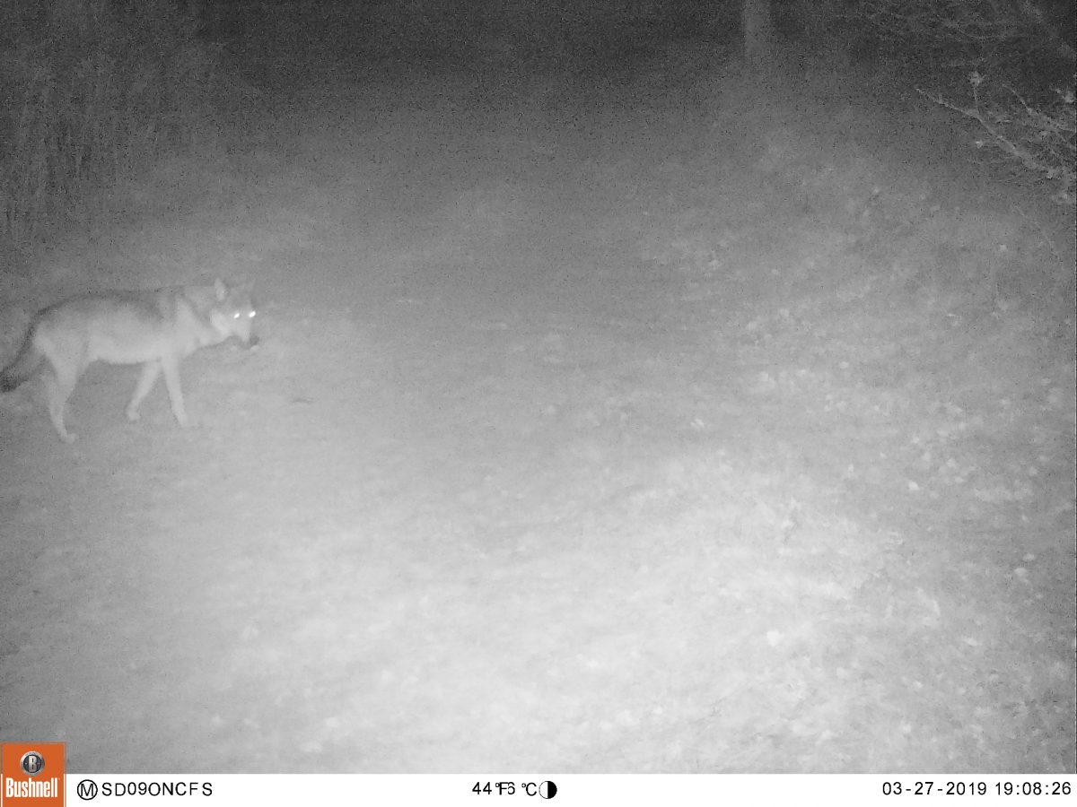 Un loup identifié en Ariège