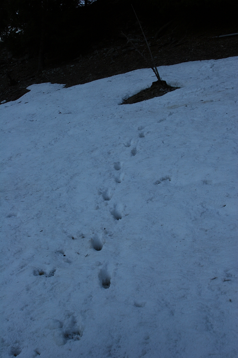 Exemple de piste non alignée © P-E Briaudet / OFB