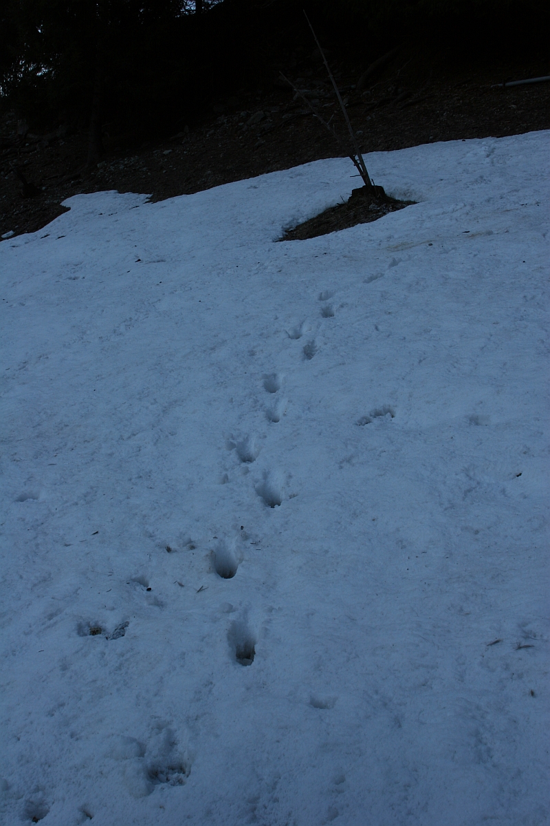 Exemple de piste non alignée  © P-E Briaudet / OFB