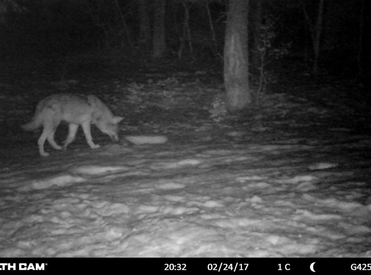 Le loup, ce canidé qui fascine… tourné en ridicule !