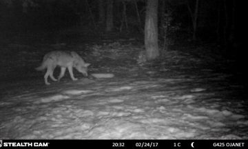 Le loup, ce canidé qui fascine… tourné en ridicule !