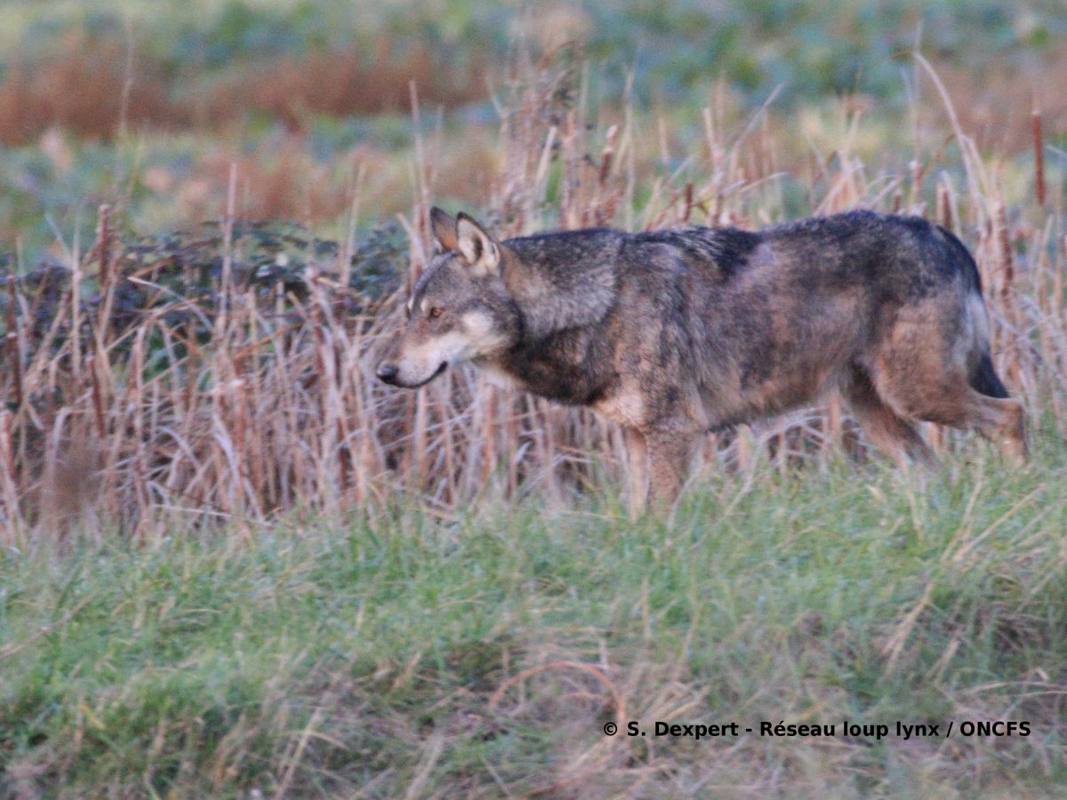La situation du loup en Région Nouvelle-Aquitaine: une présence occasionnelle de l’espèce et un réseau de correspondants bien en place