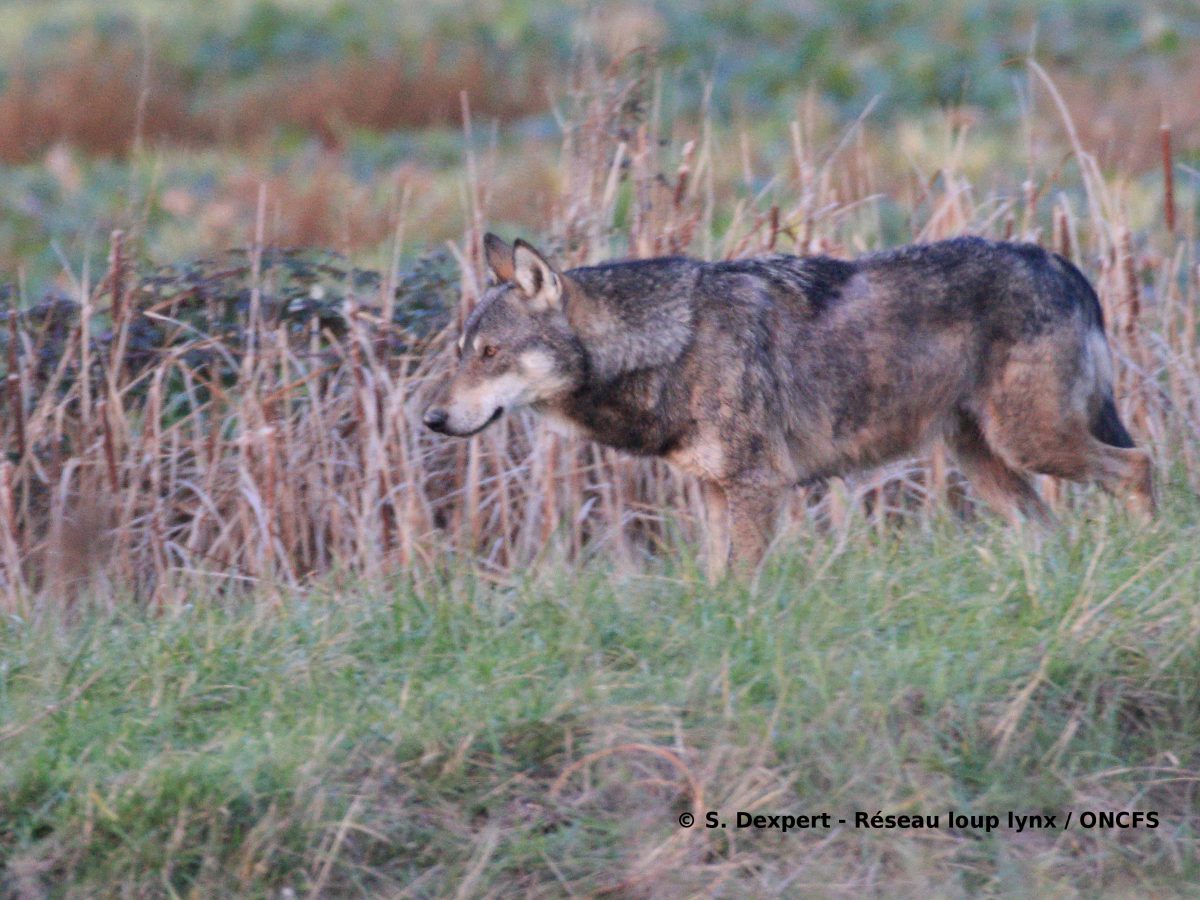 La situation du loup en Région Nouvelle-Aquitaine: une présence occasionnelle de l’espèce et un réseau de correspondants bien en place