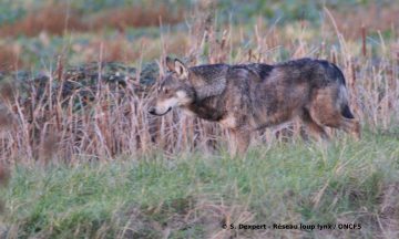 La situation du loup en Région Nouvelle-Aquitaine: une présence occasionnelle de l’espèce et un réseau de correspondants bien en place