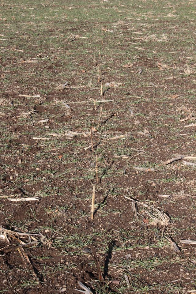 Alignement d’une piste relevée dans dans une parcelle de terre, matérialisé par les piquets plantés au sol sur chaque empreinte
© Réseau Loup-lynx