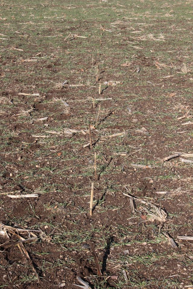 Alignement d’une piste relevée dans dans une parcelle de terre, matérialisé par les piquets plantés au sol 	 sur chaque empreinte 
© Réseau Loup-lynx