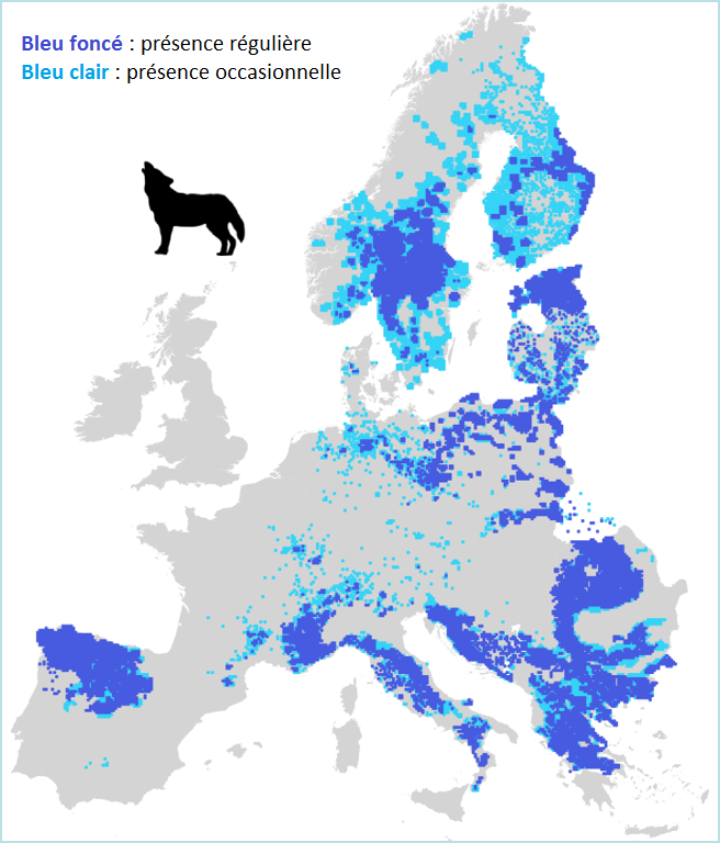 Où vit le loup en France ? Un site officiel lancé sur fond de tensions