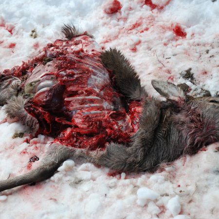 Carcasse de chevreuil prédaté © C Kourguy / OFB
